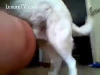 Beastiality XXX Tube - Human sodomy by a dog